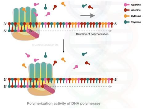 dna polymerase beta|Activities and mechanism of DNA polymerase beta .